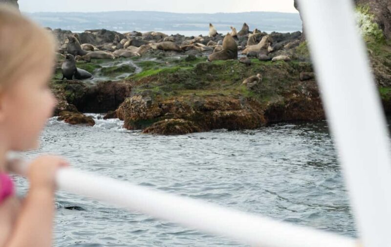 Philip Island: Seal Watching Cruise - Who Is This Tour Best For?