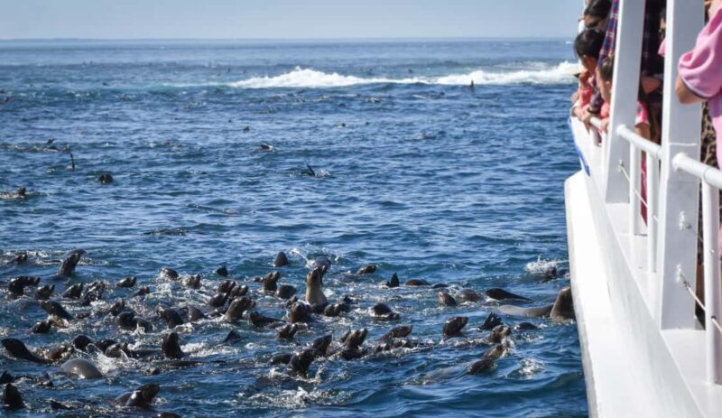Philip Island: Seal Watching Cruise - FAQs