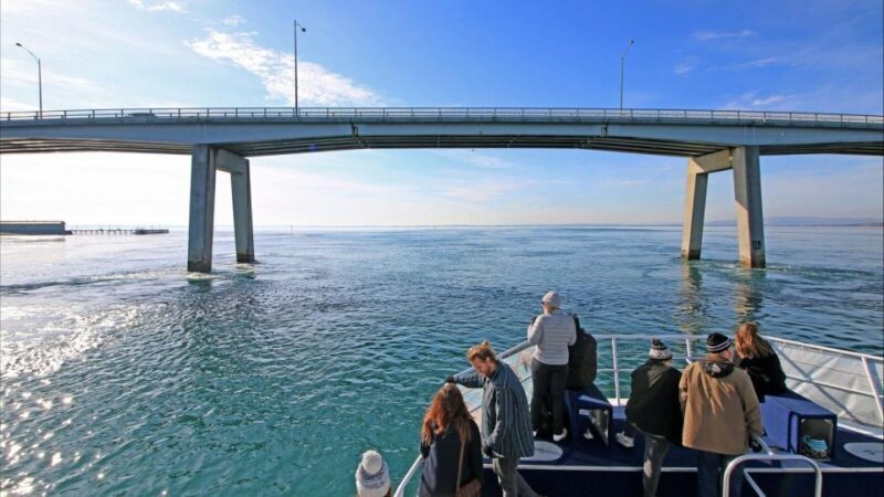 Phillip Island: 1-Hour Cape Woolamai Scenic Cruise - Key Points