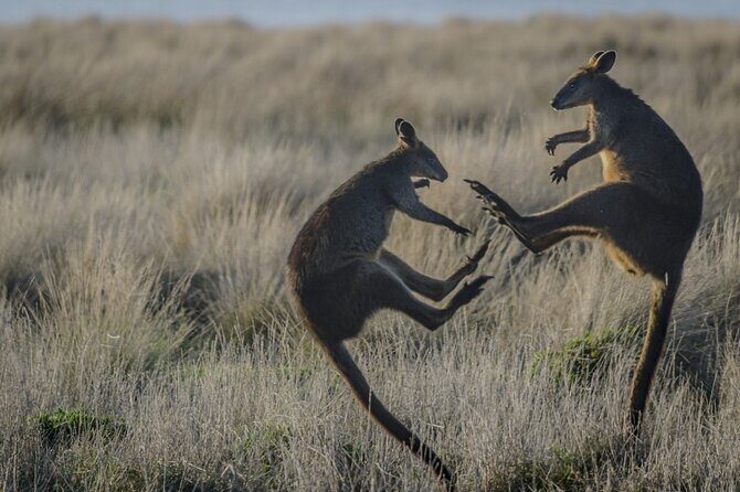 Phillip Island and Penguin Parade Private Tour - Practicalities and What You Need to Know