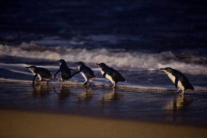 Phillip Island and Penguin Parade Private Tour - The Sum Up