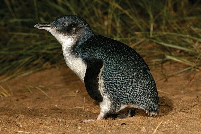 Phillip Island Direct Tour Penguin Parade and Coastal Views - The Nobbies Centre and Coastal Views