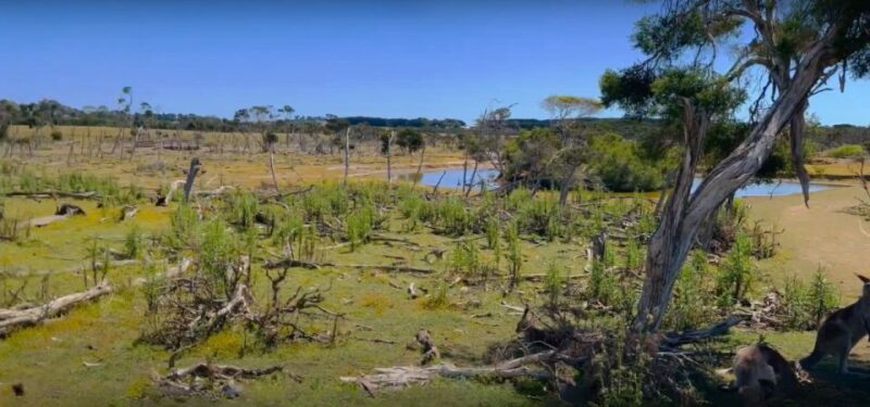 Phillip Island Driving Tour with an APP - Coastal Views and Natural Landmarks