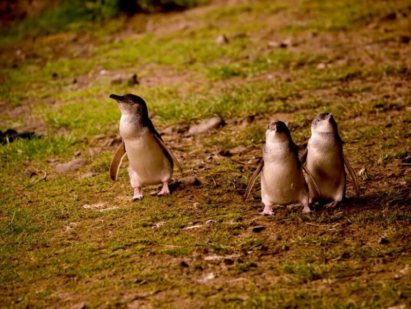Phillip Island: Golden Hour Penguin Express Tour - What Makes This Tour Stand Out