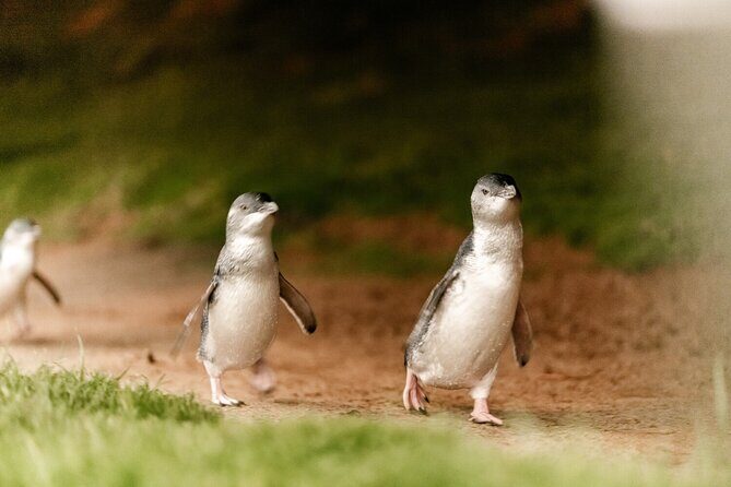 Phillip Island Penguin and Koala Highlights Day-Trip from Melbourne - Final Thoughts