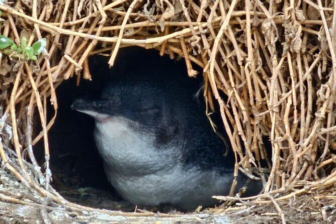 Phillip Island & Penguin Parade Afternoon Eco Tour from Melbourne - A Deep Dive into the Experience
