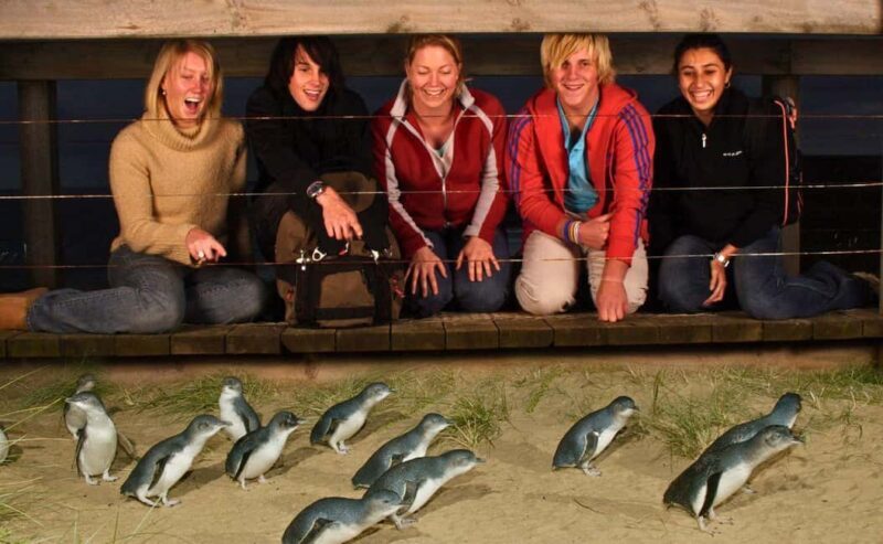 Phillip Island Penguin Parade Afternoon Tour from Melbourne - An In-Depth Look at the Tour Itself