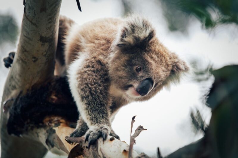 Phillip Island: Penguin Parade and Multi Attraction Pass - The Penguin Parade — Australia’s Most Famous Wildlife Spectacle