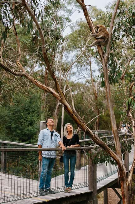 Phillip Island: Penguin Parade and Multi Attraction Pass - Practical Details and Tips