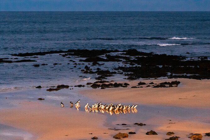 Phillip Island Penguin Parade Day Tour from Melbourne - The Itinerary in Detail