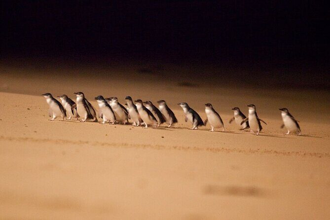 Phillip Island Penguin Parade Day Tour from Melbourne - What to Expect and Practical Tips