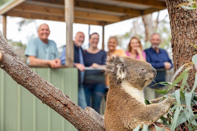 Phillip Island Penguin Parade Day Tour from Melbourne - Summary: Who Is This Tour For?