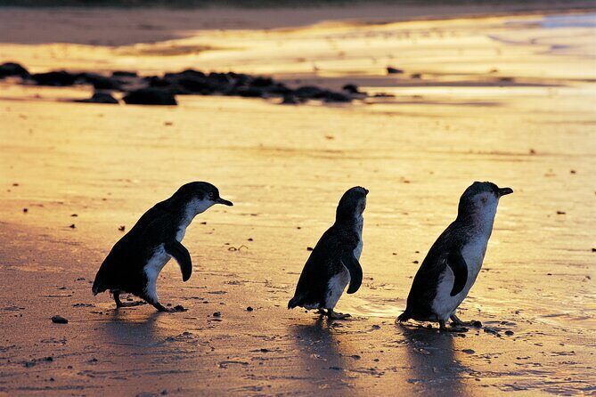 Phillip Island Penguin Parade Day Tour from Melbourne - Frequently Asked Questions