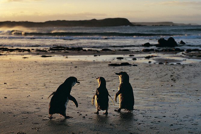 Phillip Island Penguin Parade Day Trip with Koala Conservation Reserve Visit - The Journey Begins in Melbourne