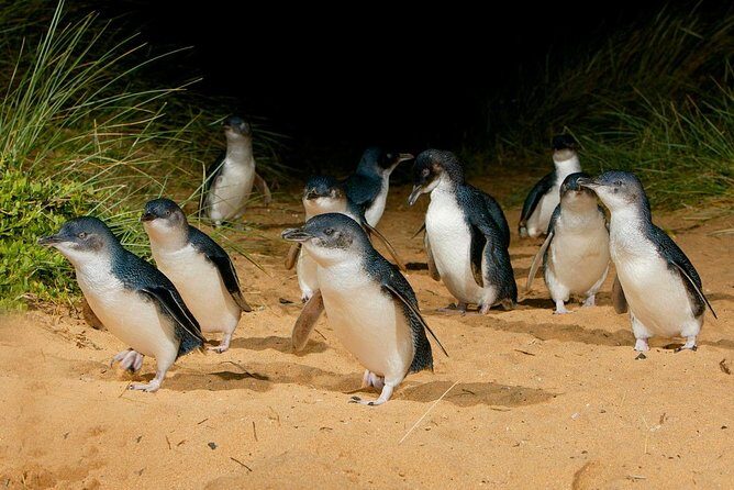 Phillip Island Penguin Parade Day Trip with Koala Conservation Reserve Visit - The Nobbies & Return Journey