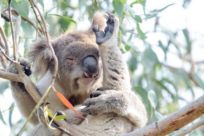 Phillip Island Penguin Parade Day Trip with Koala Conservation Reserve Visit - Overall Value and Experience