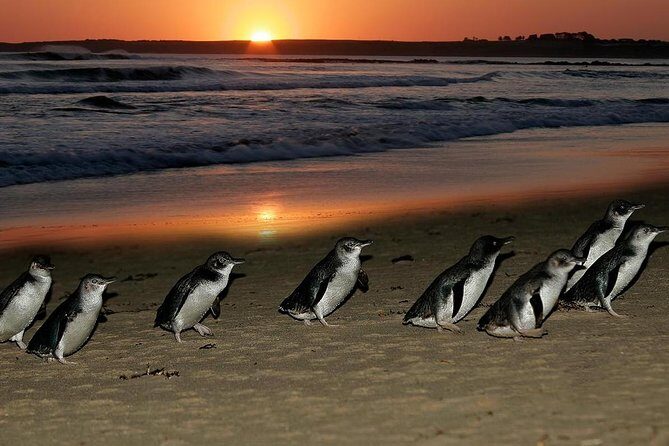 Phillip Island Penguin Parade Day Trip with Koala Conservation Reserve Visit - Final Thoughts