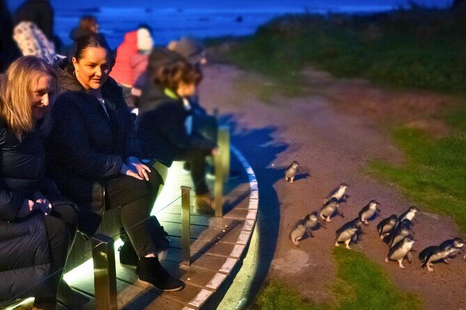 Phillip Island Penguin Parade Express Tour from Melbourne - The Experience in Detail