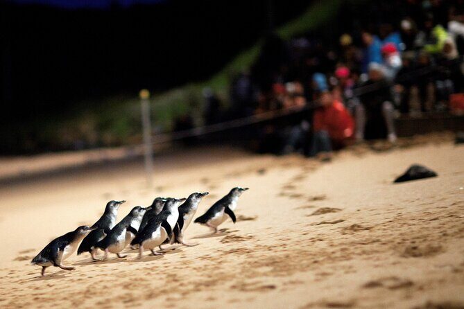 Phillip Island Penguin Parade, Wildlife and Beach Boxes Bus Tour - Practical Details and What It Means for You