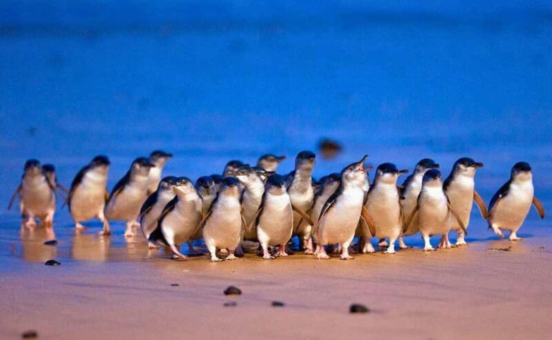 Phillip Island Penguin Parade with Expert Local Guide - The Itinerary in Detail