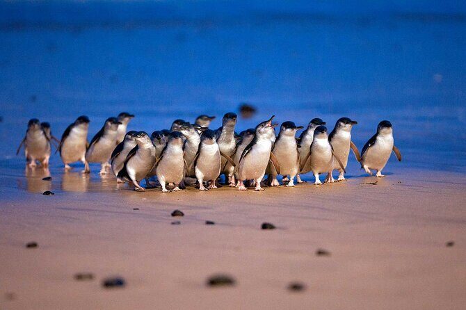 Phillip Island Penguins and Moonlit Sanctuary Private Day Tour - Key Points