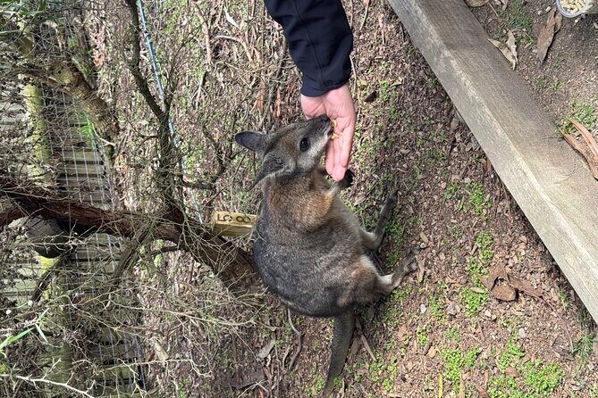 Phillip Island Penguins and Moonlit Sanctuary Private Day Tour - An In-Depth Look at the Phillip Island Private Tour