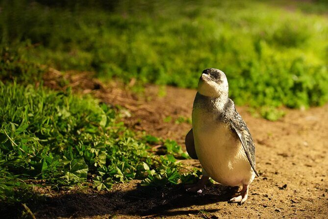 Phillip Island Penguins and Moonlit Sanctuary Private Day Tour - Frequently Asked Questions