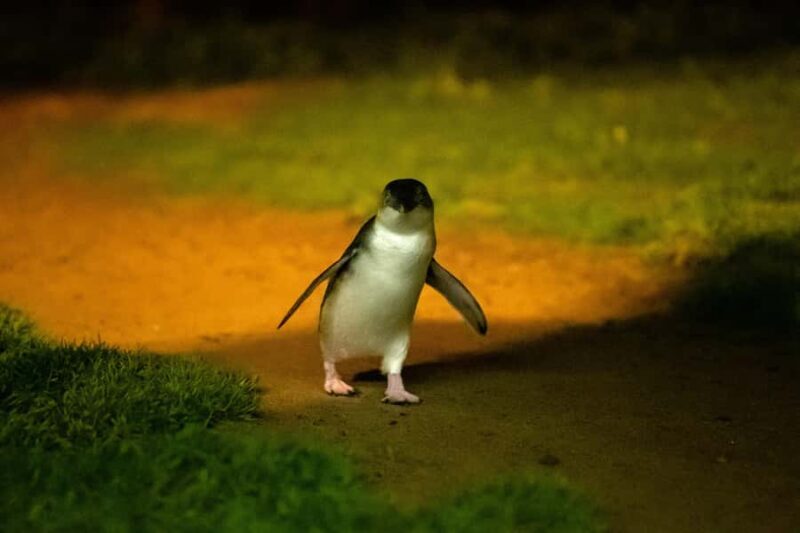 Phillip Island: Penguins and Wildlife Full-Day Tour - A Deep Dive Into the Experience
