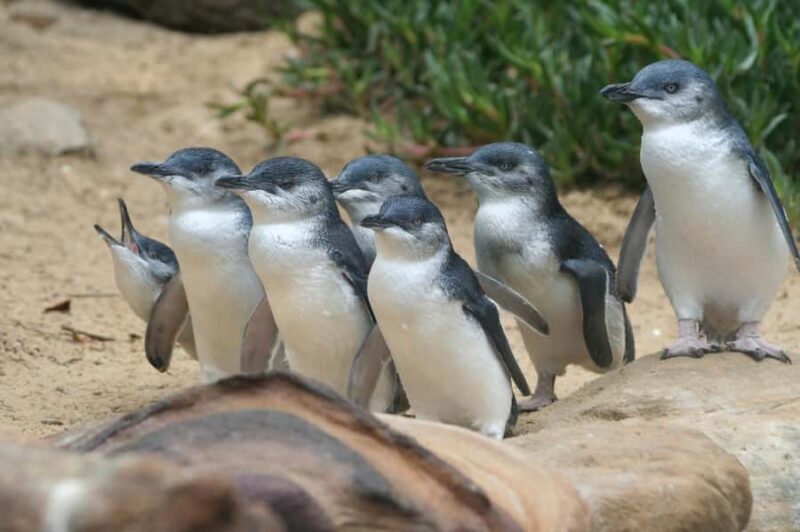 Phillip Island: Penguins and Wildlife Full-Day Tour - Frequently Asked Questions
