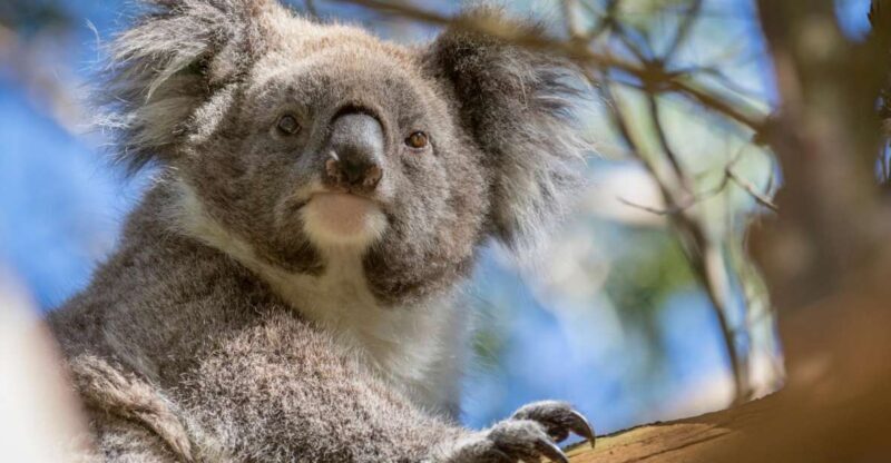 Phillip Island: Penguins and Wildlife Full-Day Tour - FAQs  