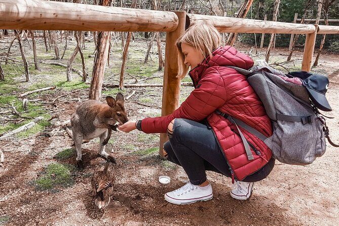 Phillip Island Penguins & Wildlife Day Tour from Melbourne - A Closer Look at the Tour Experience