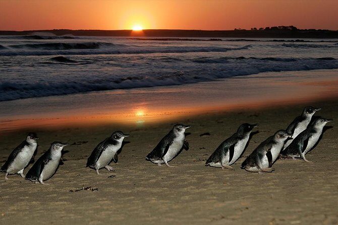 Phillip Island Penguins & Wildlife Day Tour from Melbourne - Frequently Asked Questions