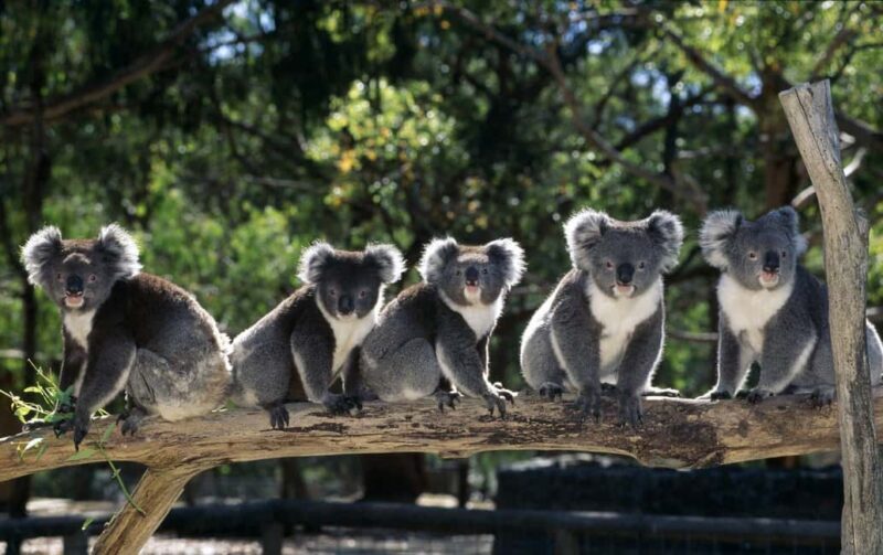 Phillip Island: Private Guided Tour with Penguin Parade - Key Points
