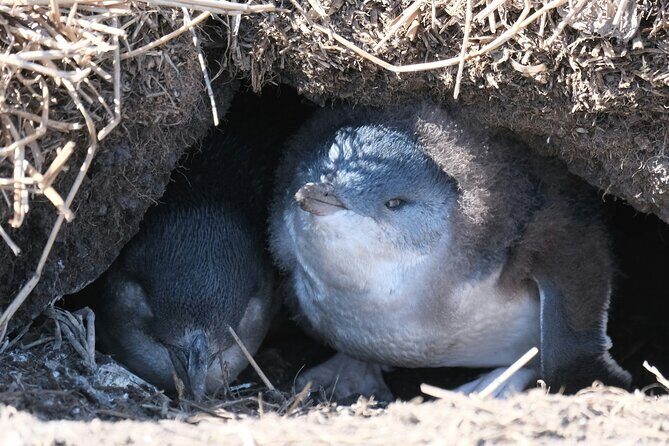 Phillip Island Private Tour: Penguin Parade & Wildlife Day - An In-Depth Look at the Tour