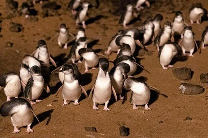 Phillip Island Private Tour: Penguin Parade & Wildlife Day - Authentic Insights from Reviewers