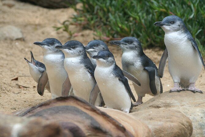 Phillip Island Private Tour Penguins Wildlife and Scenic Views - Final Thoughts
