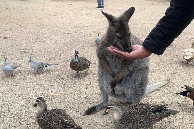 Phillip Island Private Tour Penguins Wildlife and Scenic Views - FAQs
