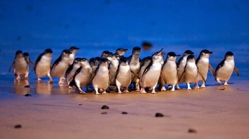 Phillip Island: Private Tour with Penguin Parade - Final Thoughts