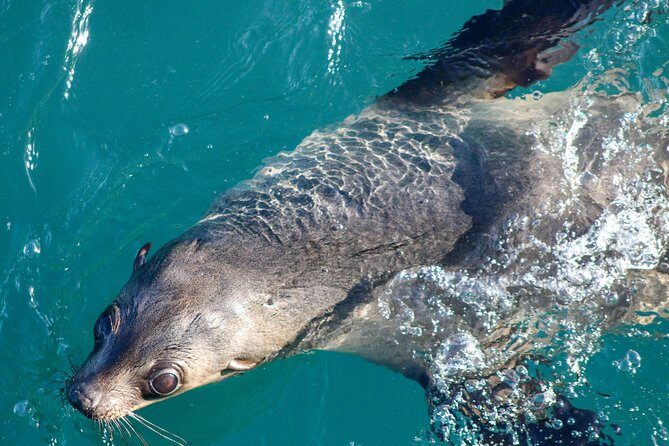 Phillip Island Seal-Watching Cruise - Key Points  
