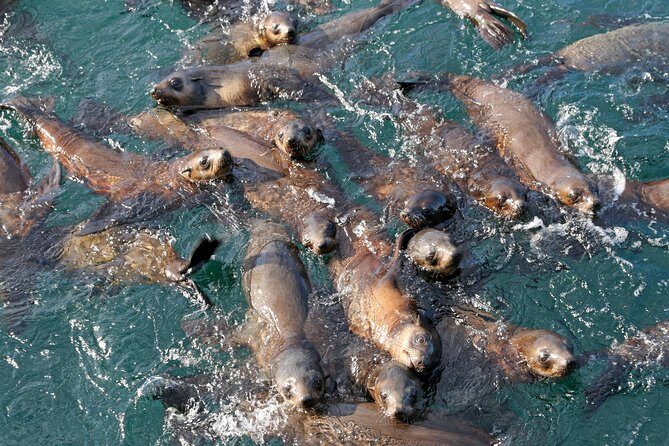 Phillip Island Seal-Watching Cruise - What You Can Expect from the Tour