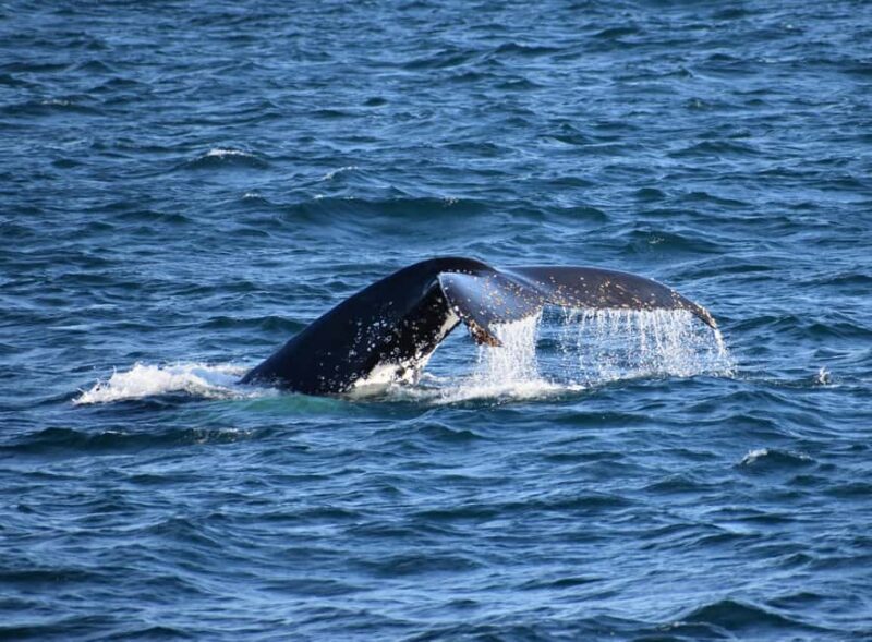 Phillip Island: Whale Watching Boat Tour - Key Points