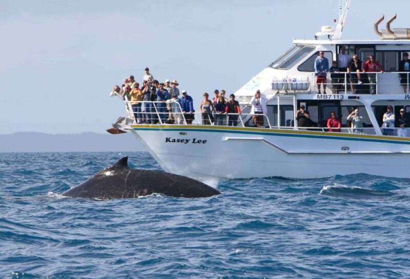 Phillip Island: Whale Watching Boat Tour - The Experience: What to Expect on the Day
