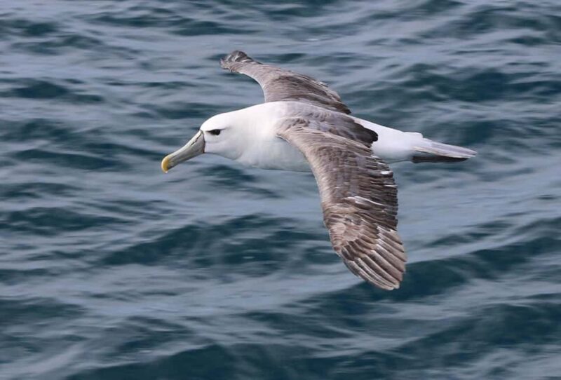Phillip Island: Whale Watching Boat Tour - FAQ