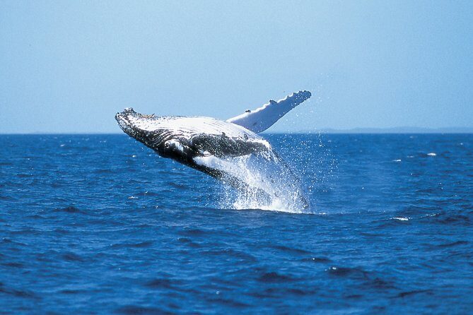 Phillip Island Whale Watching Tour - An Honest Look at the Phillip Island Whale Watching Tour