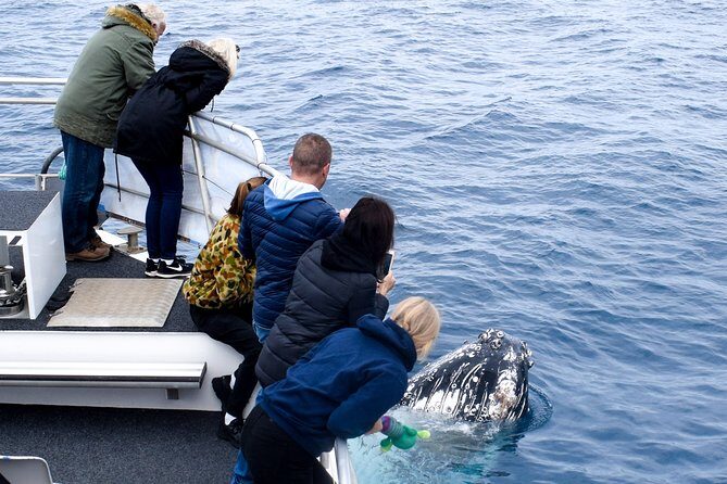 Phillip Island Whale Watching Tour - Key Points