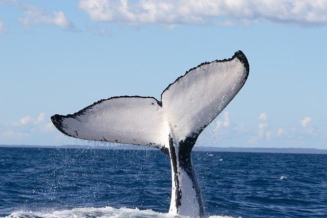 Phillip Island Whale Watching Tour - The Practical Side: Pricing & Value