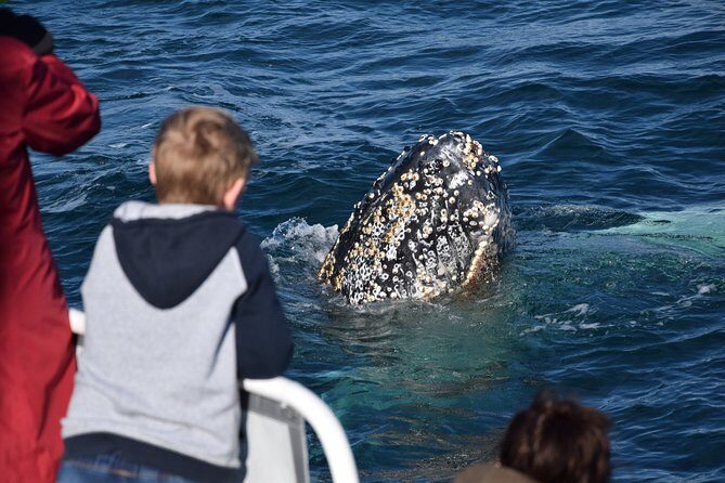 Phillip Island Whale Watching Tour - Who Should Book This Tour?