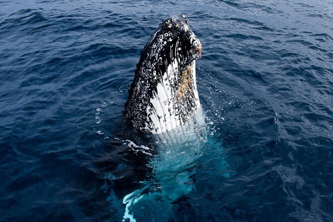 Phillip Island Whale Watching Tour - Final Thoughts