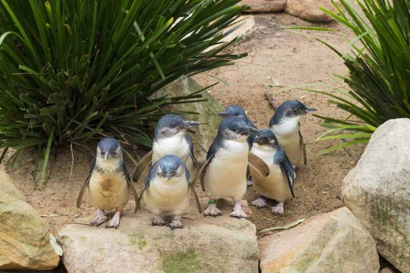 Phillip Island Wildlife & Brighton Beach Boxes Private Tour - Authentic Insights from Reviews