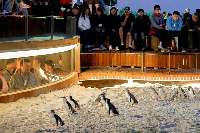 Phillip Island Wildlife Tour: Koalas, Penguins & Coastal Views - Introduction